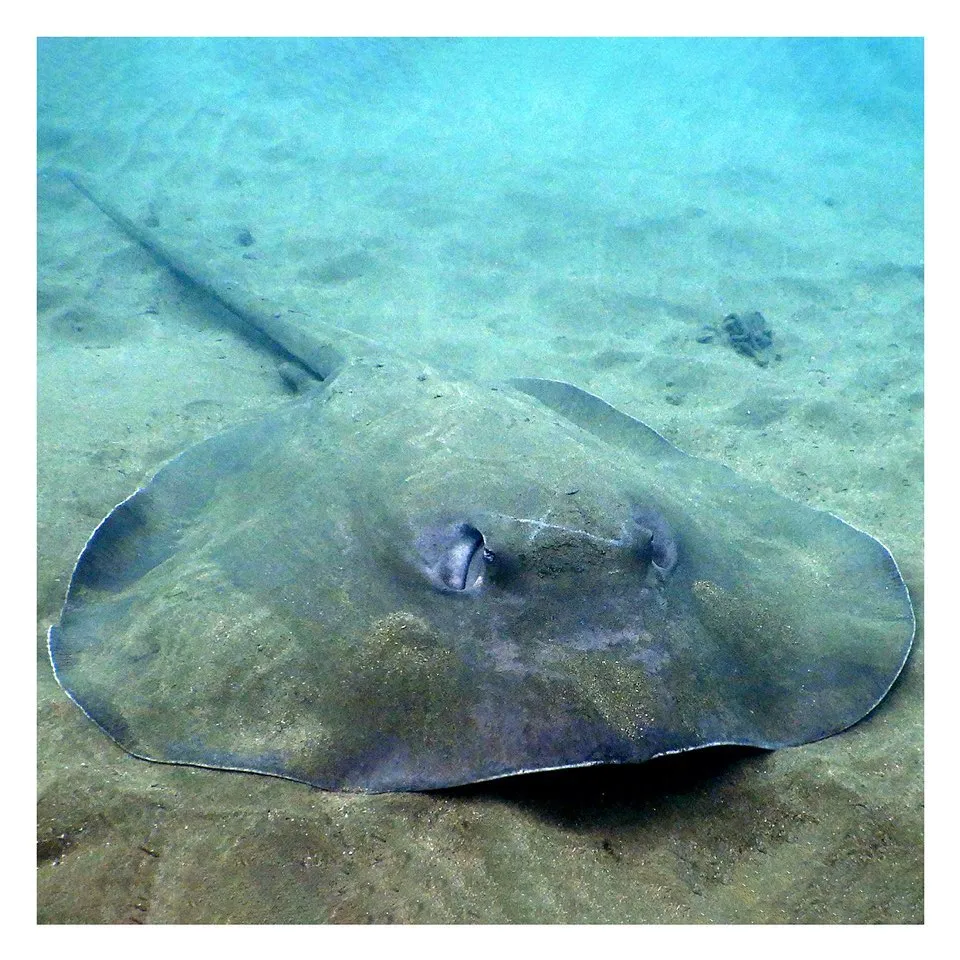 diving@世界中　プロフ要確認 diving@世界中 プロフ要確認 diving@世界中 プロフ要確認 ハワイ